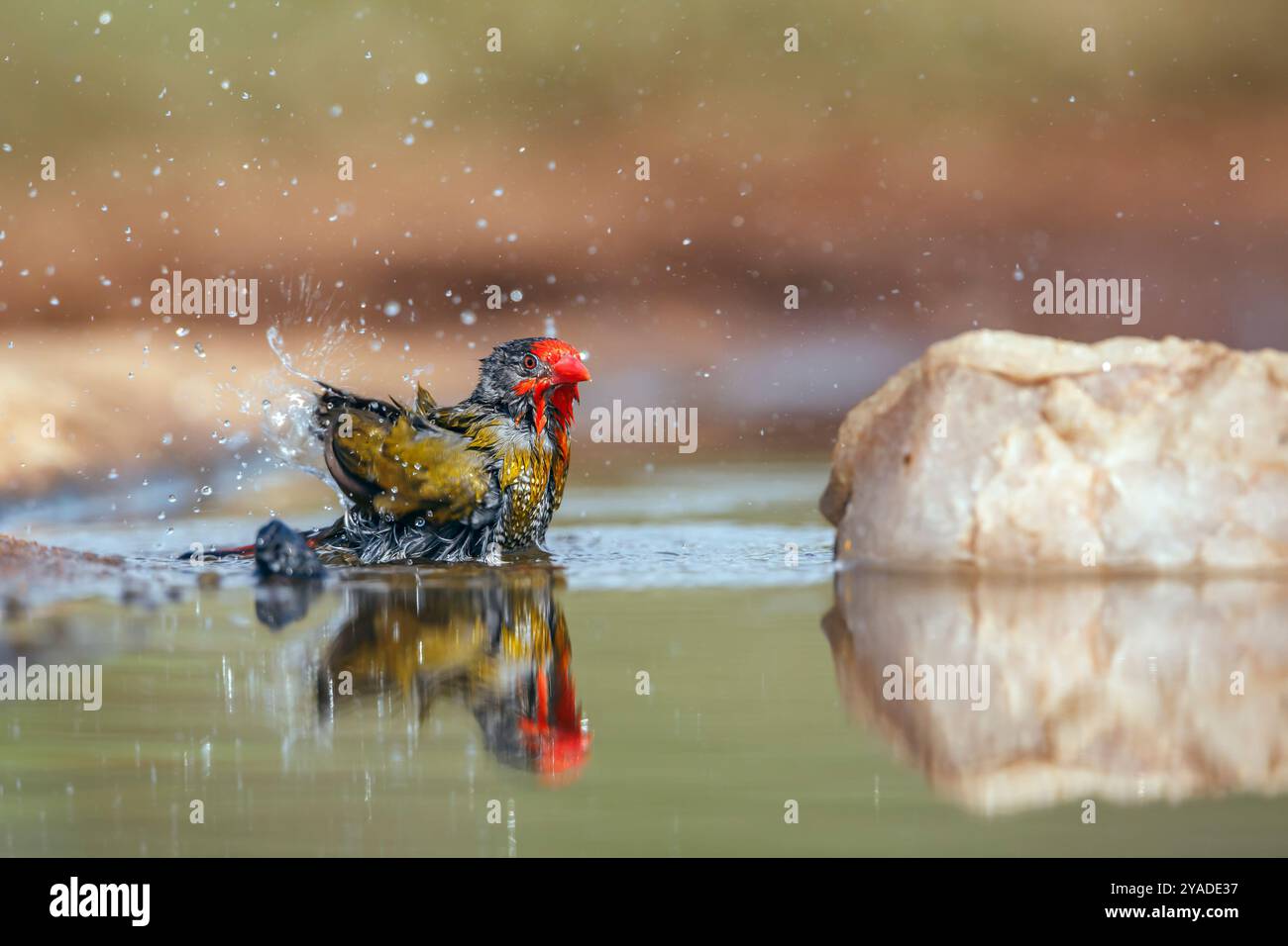 Pytilia verde alata che fa il bagno in una pozza d'acqua con riflessi nel parco nazionale Kruger, Sudafrica; famiglia speciale Pytilia melba di Estrildidae Foto Stock