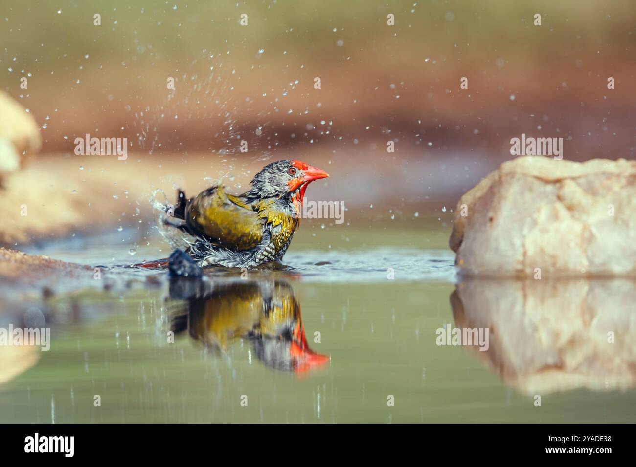 Pytilia verde alata che fa il bagno in una pozza d'acqua con riflessi nel parco nazionale Kruger, Sudafrica; famiglia speciale Pytilia melba di Estrildidae Foto Stock