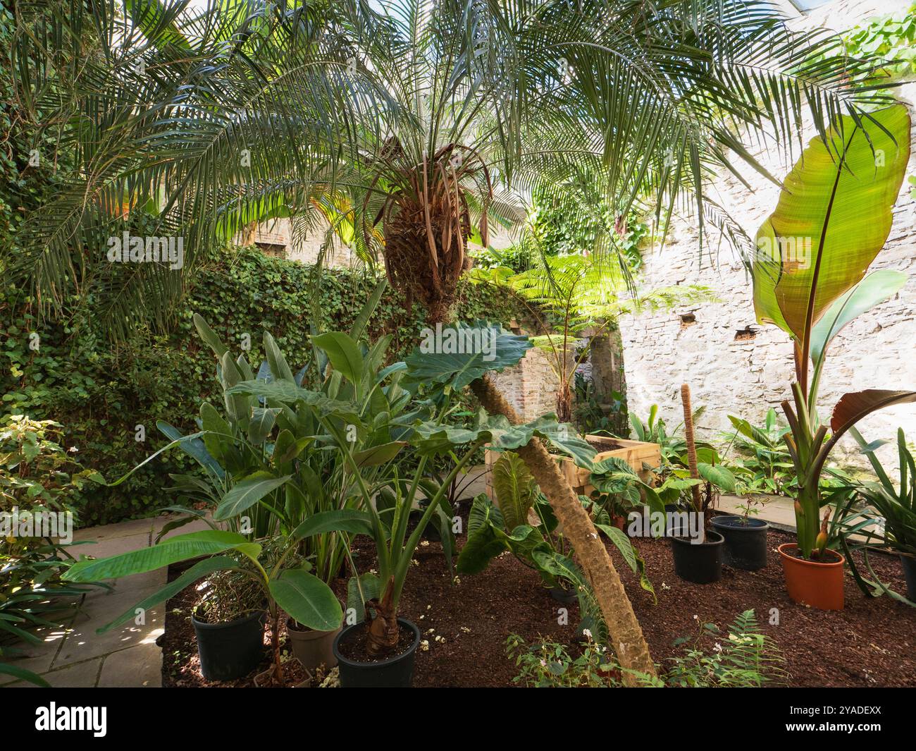 Vista all'interno del Ninfarium, un'area della casa con tetto in vetro e piante tropicali, all'Aberglasney Gardens, Galles del Sud Foto Stock