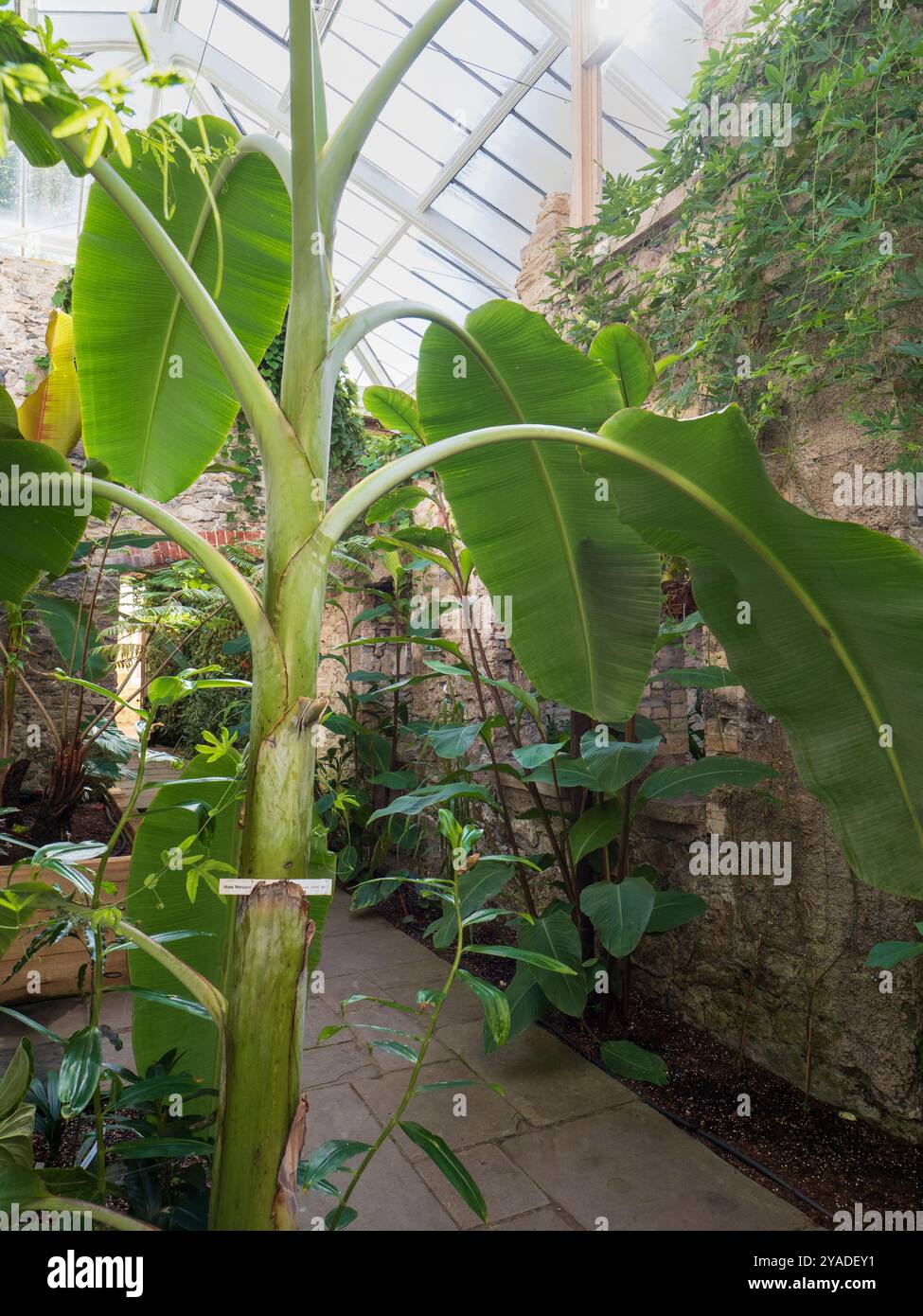 Vista all'interno del Ninfarium, un'area della casa con tetto in vetro e piante tropicali, all'Aberglasney Gardens, Galles del Sud Foto Stock