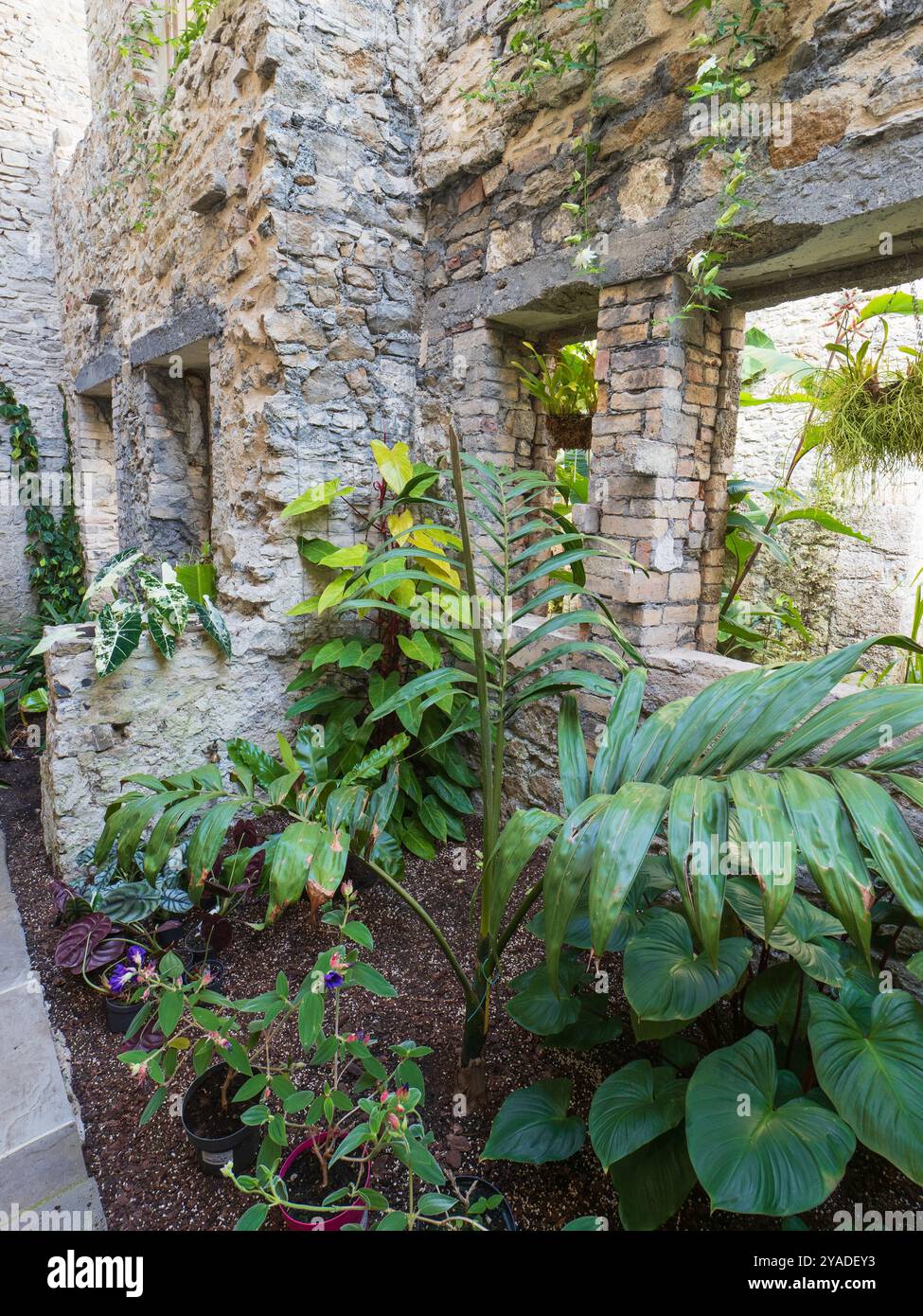 Vista all'interno del Ninfarium, un'area della casa con tetto in vetro e piante tropicali, all'Aberglasney Gardens, Galles del Sud Foto Stock