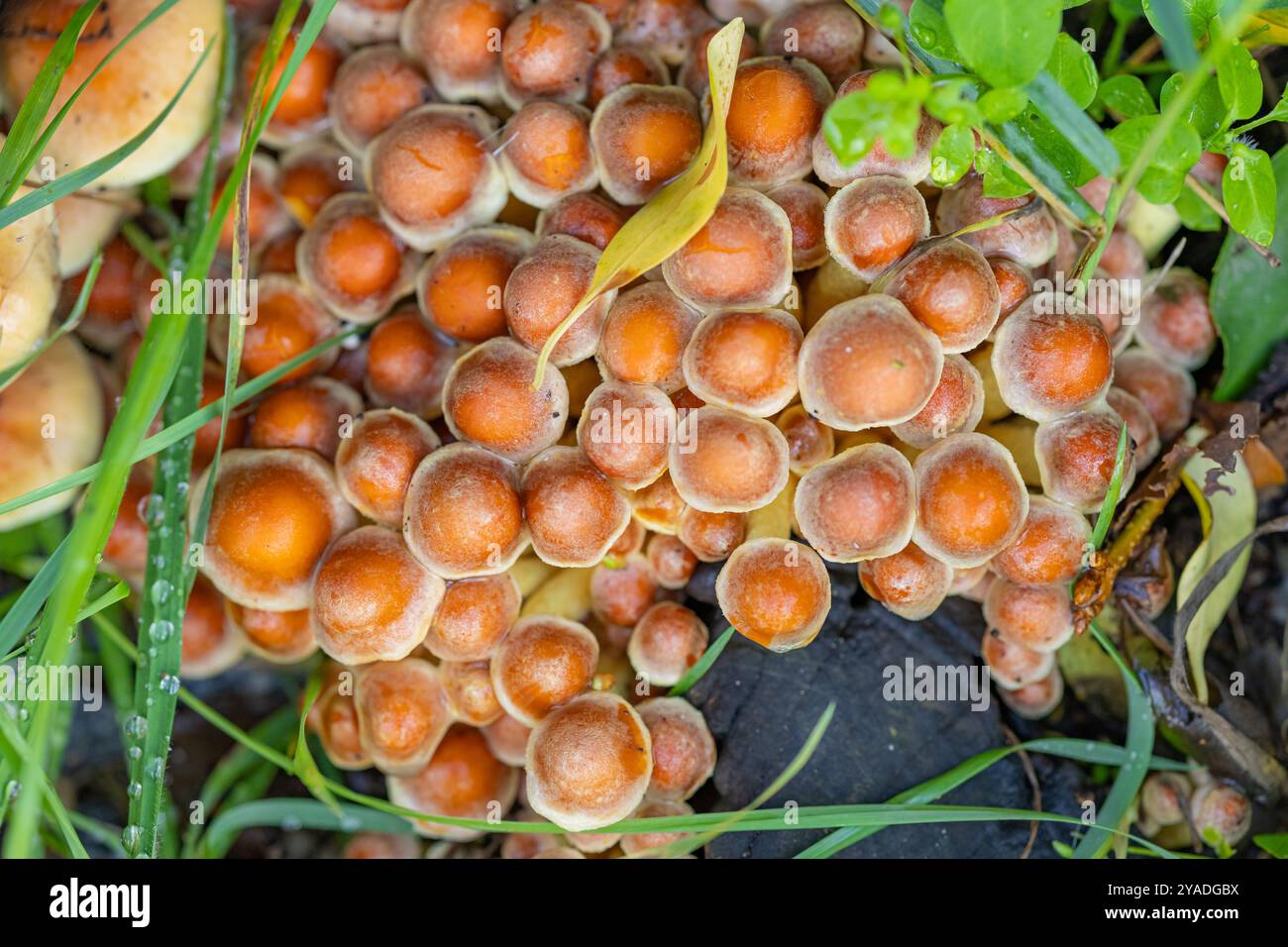 Primo piano di piccoli funghi arancioni che crescono tra erba verde e fogliame in una foresta durante l'autunno Foto Stock