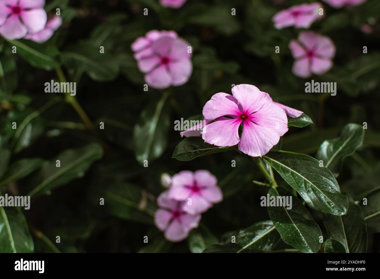 Fiore fiorito di Catharanthus roseus, comunemente noto come occhi luminosi, periwinkle del capo, pianta del cimitero, periwinkle del Madagascar, vecchia cameriera, periwin rosa Foto Stock