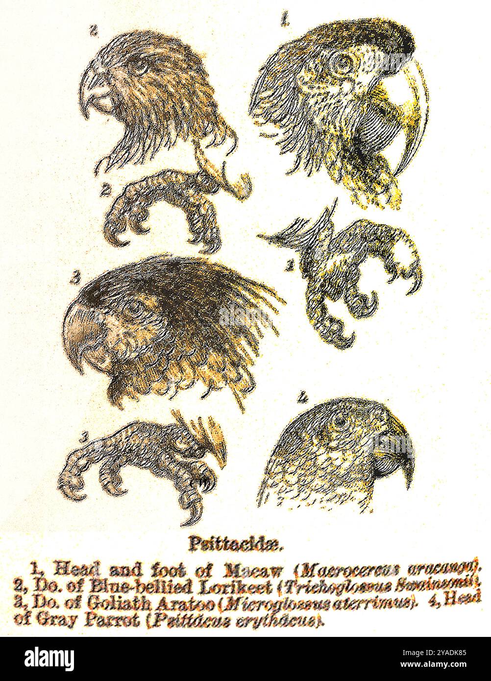 Un grafico vittoriano che mostra le diverse caratteristiche di psittacidae 1 Macaw, 2 Lorikeet con panciotto blu, 3 Goliath Aratoo, 4 Gray Parrot. Foto Stock