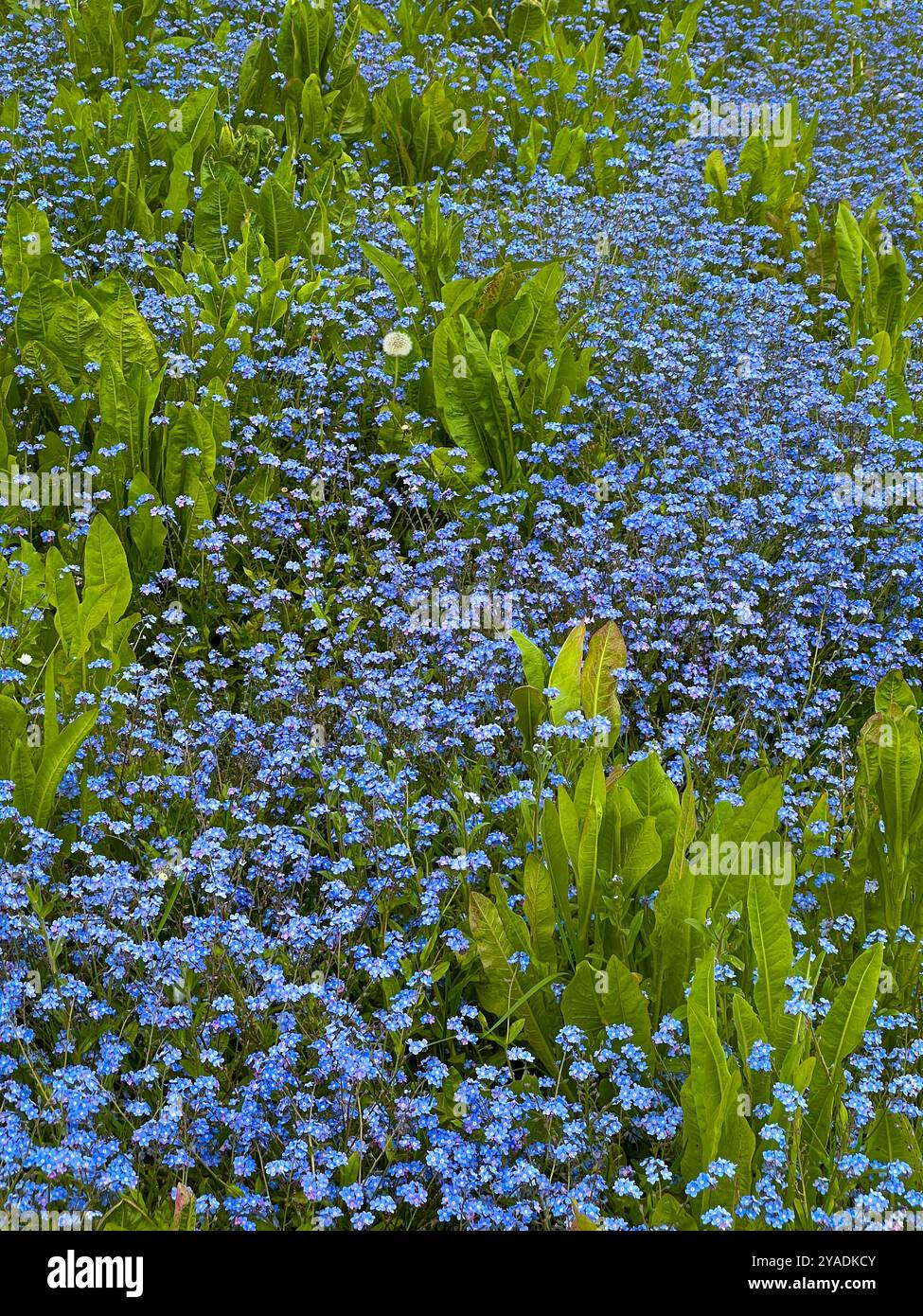 Mare di fiori selvatici blu tra germogli verdi Foto Stock