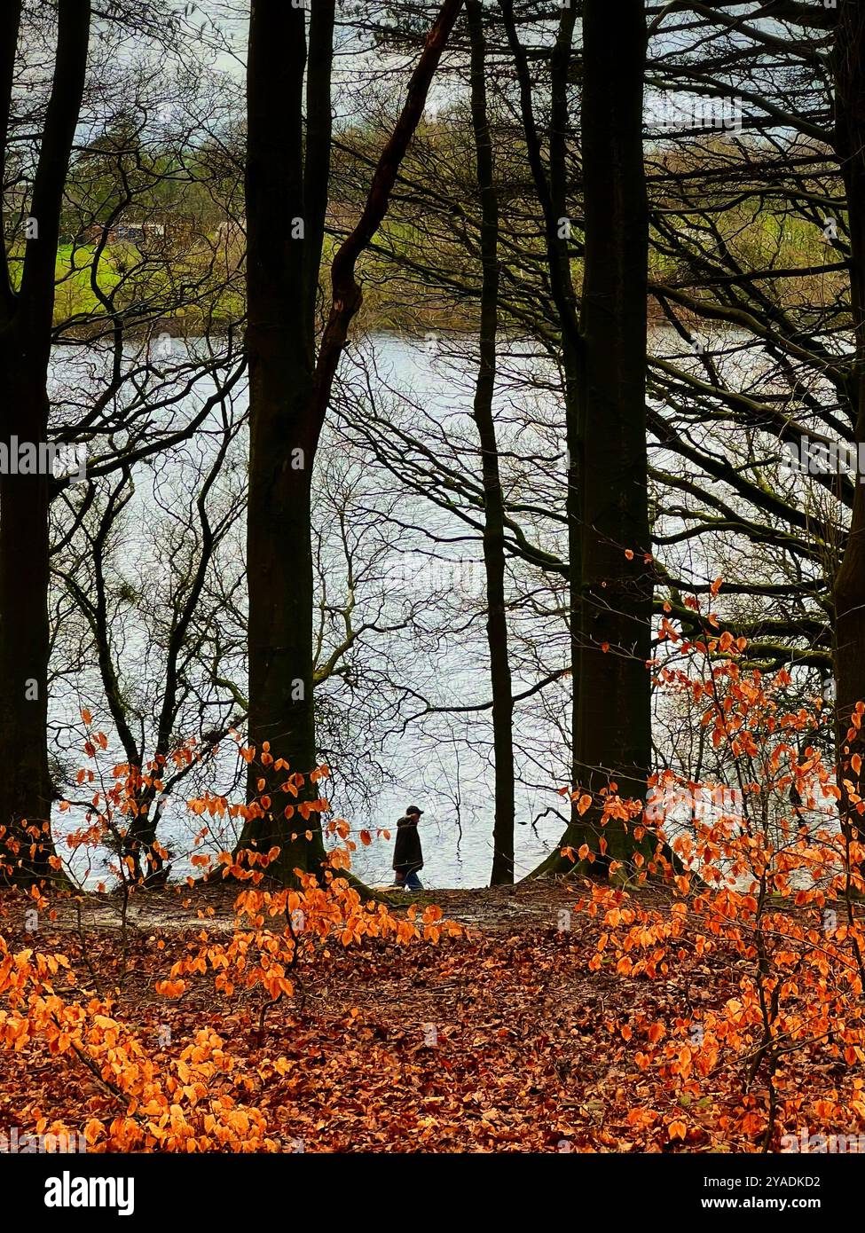 Uomo che cammina in un bacino idrico con fogliame autunnale in primo piano a Rivington vicino a Chorley nel Lancashire, Inghilterra, Regno Unito - Immagine stock catturata con smartphone