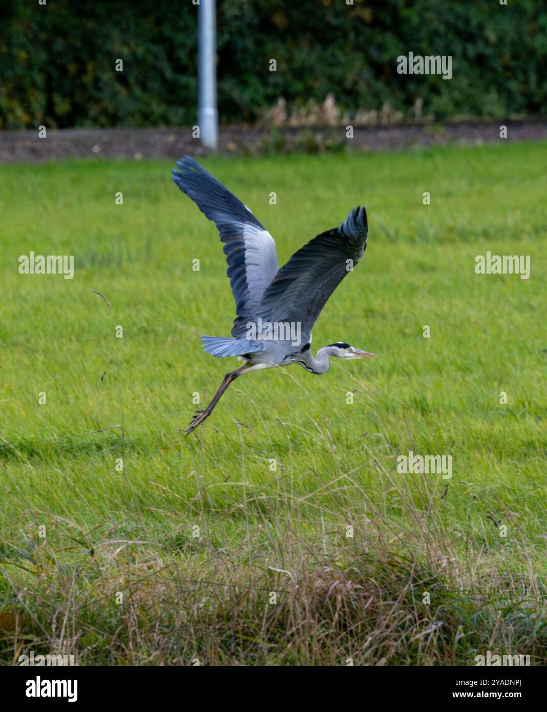 Un Grey Heron si innalza senza sforzo su un campo verdeggiante Foto Stock