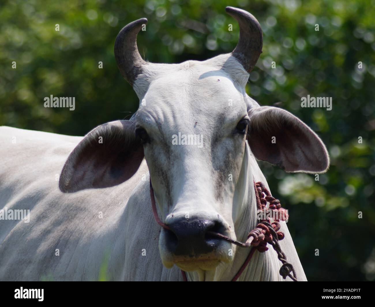 Mucche thailandesi native nelle praterie di campagna. Le mucche mangiano erba naturalmente. Foto Stock