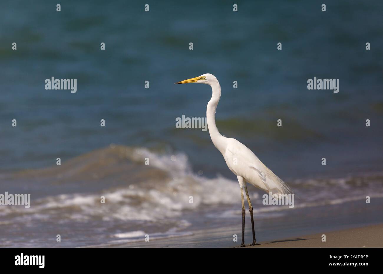 Large Egret sulla riva del mare, a Mannar, Sri Lanka Foto Stock