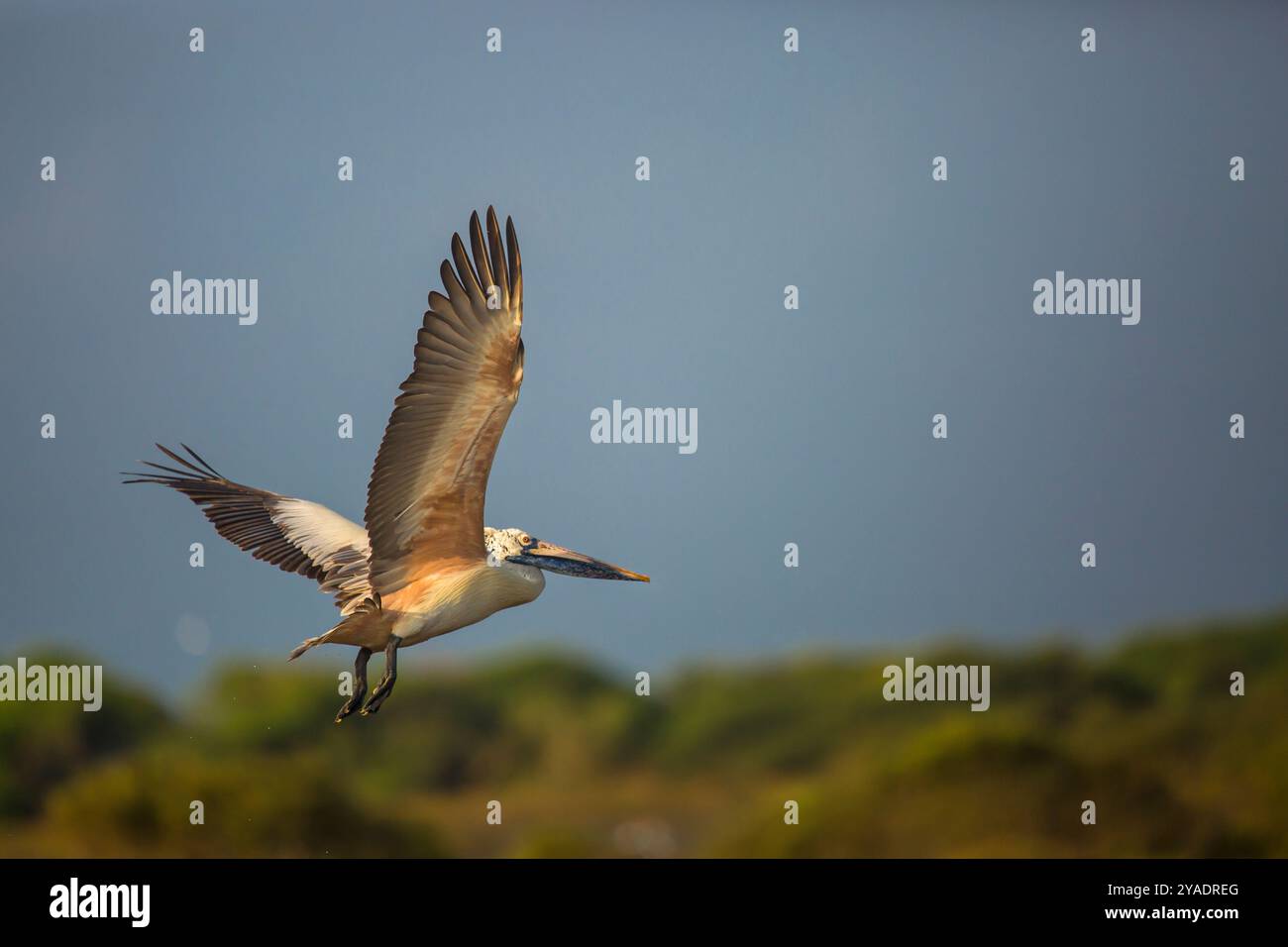 Spot Pelican con fattura in volo da una laguna Foto Stock