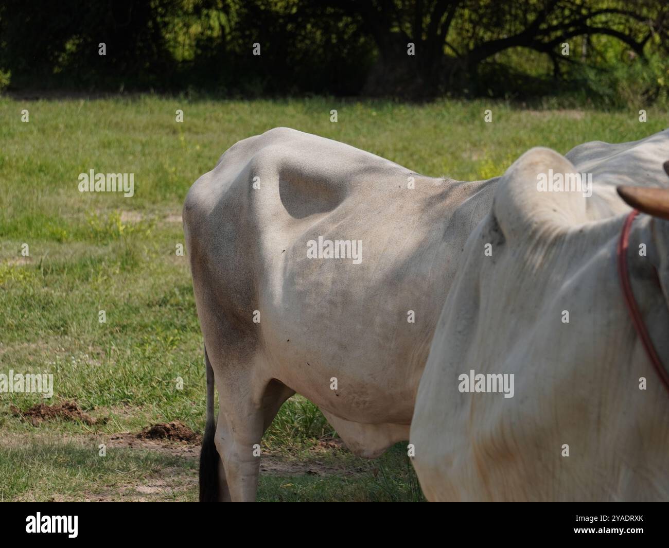 Mucche thailandesi native nelle praterie di campagna. Le mucche mangiano erba naturalmente. Foto Stock