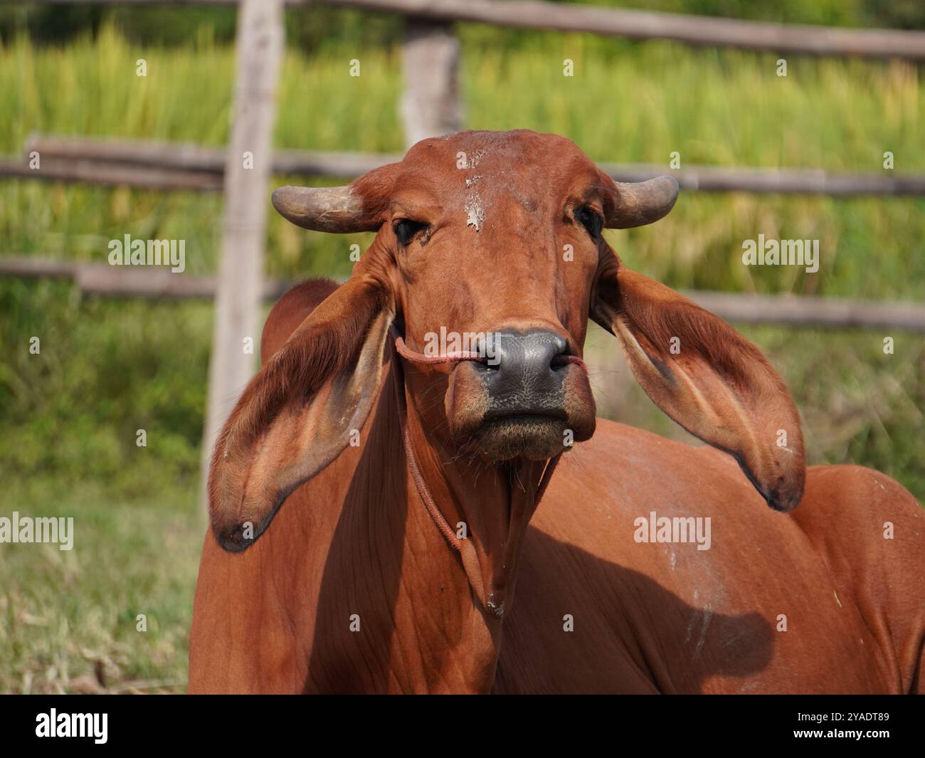Mucche thailandesi native nelle praterie di campagna. Le mucche mangiano erba naturalmente. Foto Stock