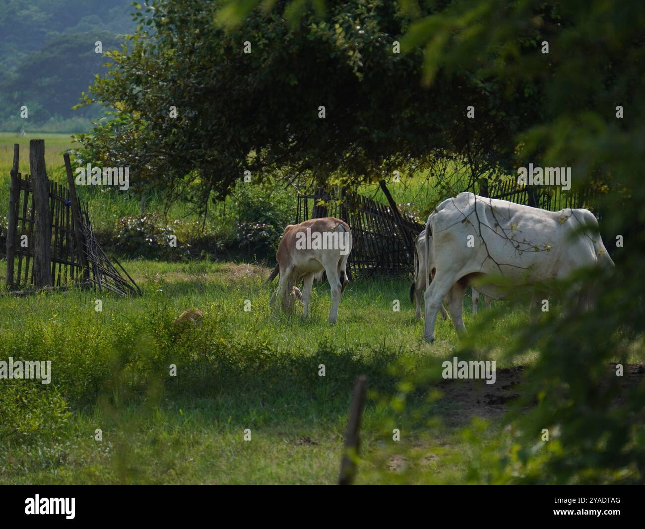 Mucche thailandesi native nelle praterie di campagna. Le mucche mangiano erba naturalmente. Foto Stock