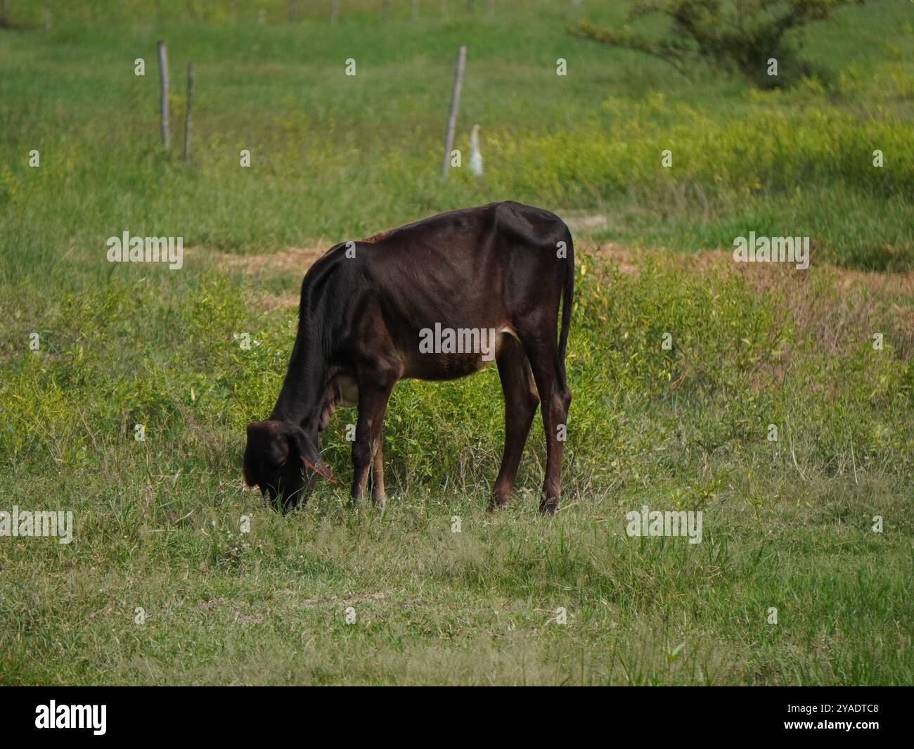 Mucche thailandesi native nelle praterie di campagna. Le mucche mangiano erba naturalmente. Foto Stock