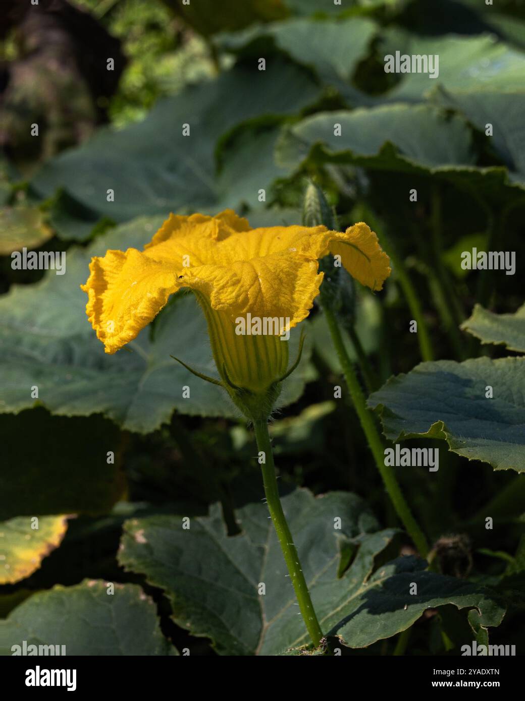 Cucurbita maxima, pianta di zucca con fiori gialli che crescono in un riparto. Foto Stock