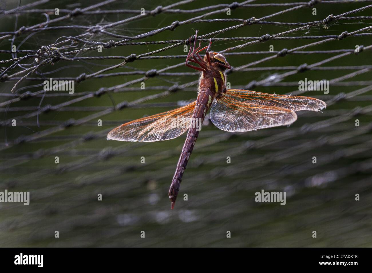 Common darter dragonfly a riposo Foto Stock