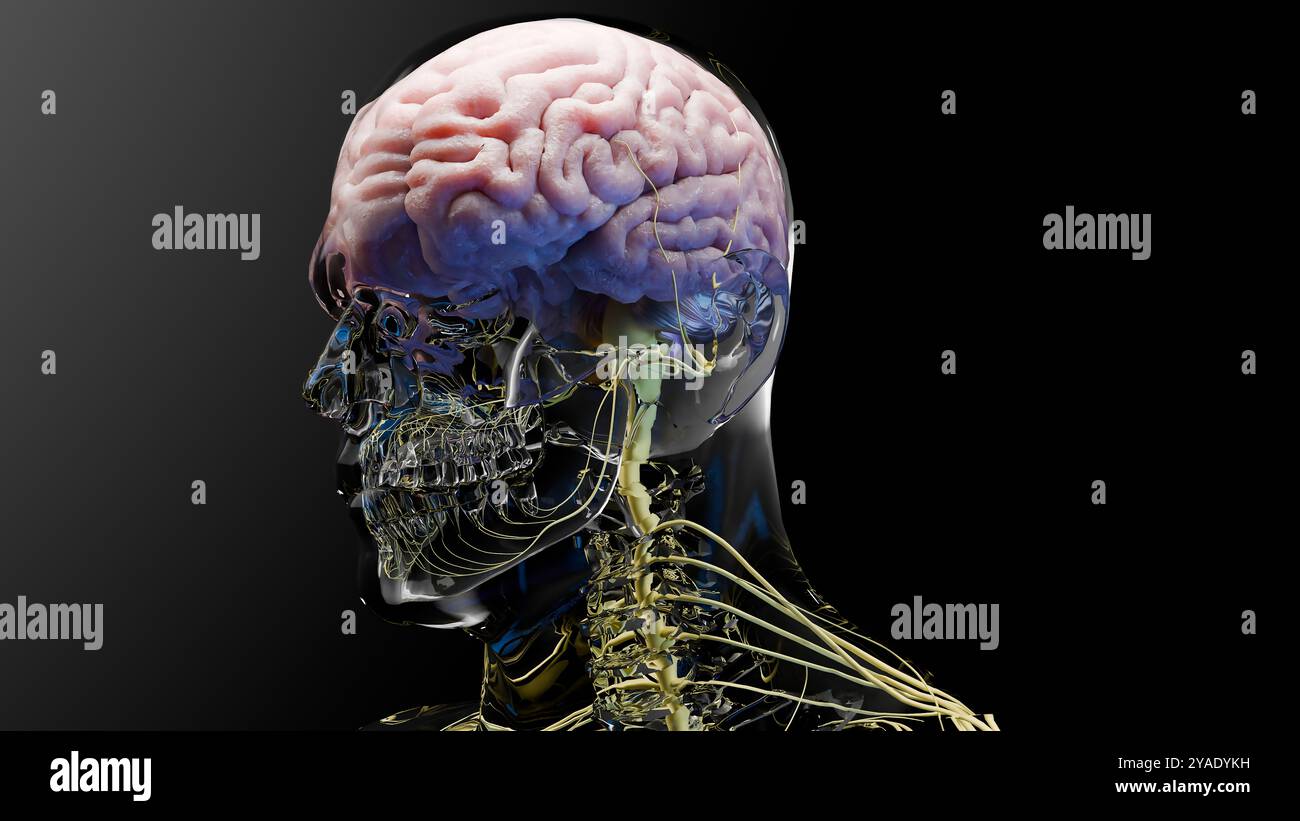 Anatomia del sistema nervoso del cervello umano, diagramma medico. Mente anatomica accurata dal punto di vista medico, rotazione organo centrale, illustrazione realistica, bulbo sebaceo, Foto Stock