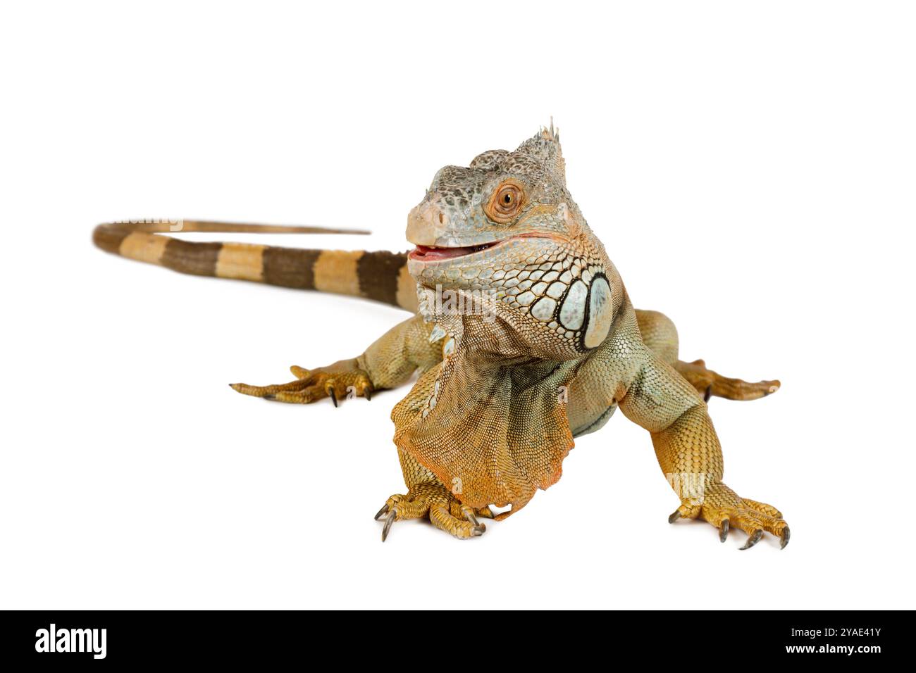 Grande iguana verde davanti a sfondo bianco Foto Stock