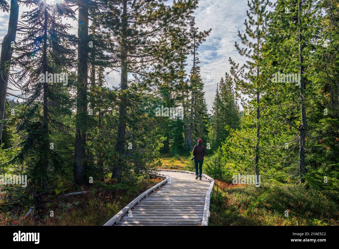 Una persona che cammina lungo la passerella di legno attraverso Paradise Meadows nel Strathcona Provincial Park, British Columbia Foto Stock