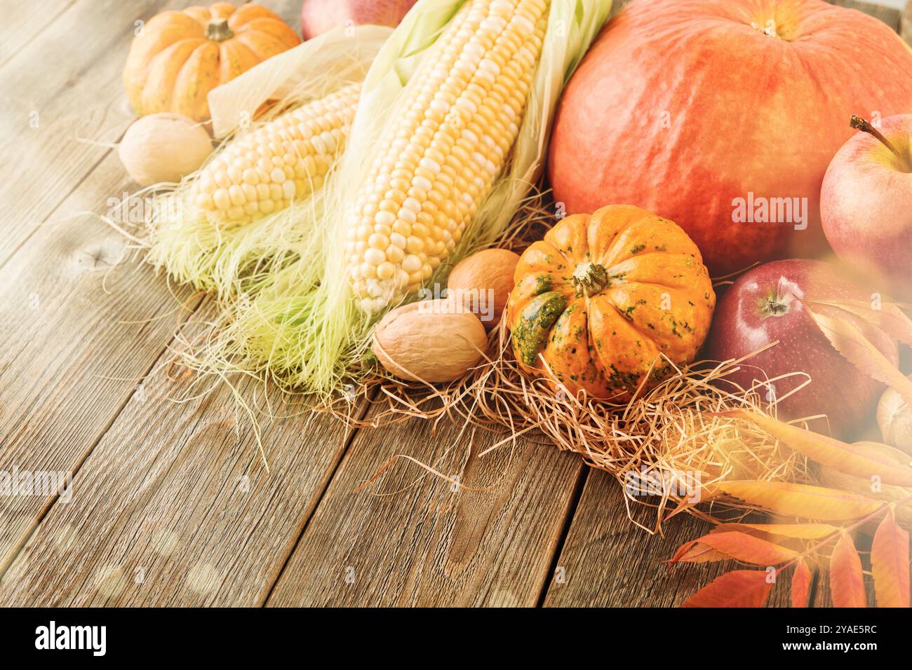 Background del Ringraziamento. Zucca, mela, mais e noci su un vecchio tavolo da fienile in legno retrò. Concetto di decorazione delle feste autunnali per il giorno del Ringraziamento. Foto Stock