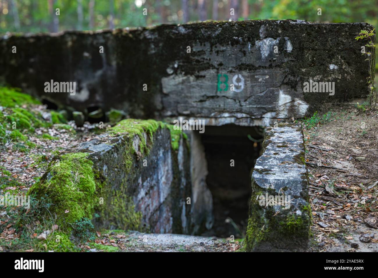 Un misterioso nascondiglio segreto nascosto nel bosco. L'ingresso oscuro del bunker e i dintorni ricoperti creano un'atmosfera intrigante. Ideale per la fantasia, A. Foto Stock