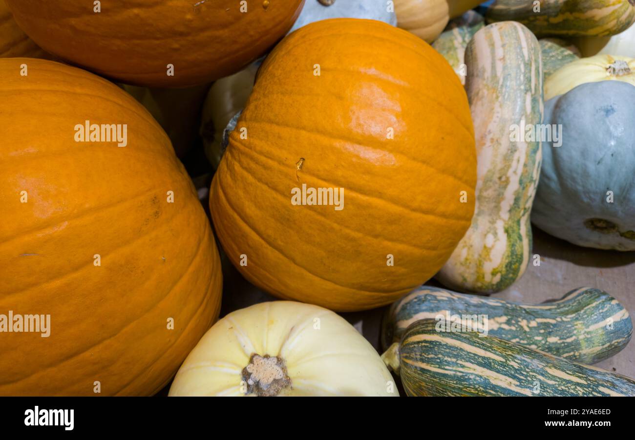 Nel negozio sono presenti diverse zucche. Grandi zucche. Verdure Foto Stock