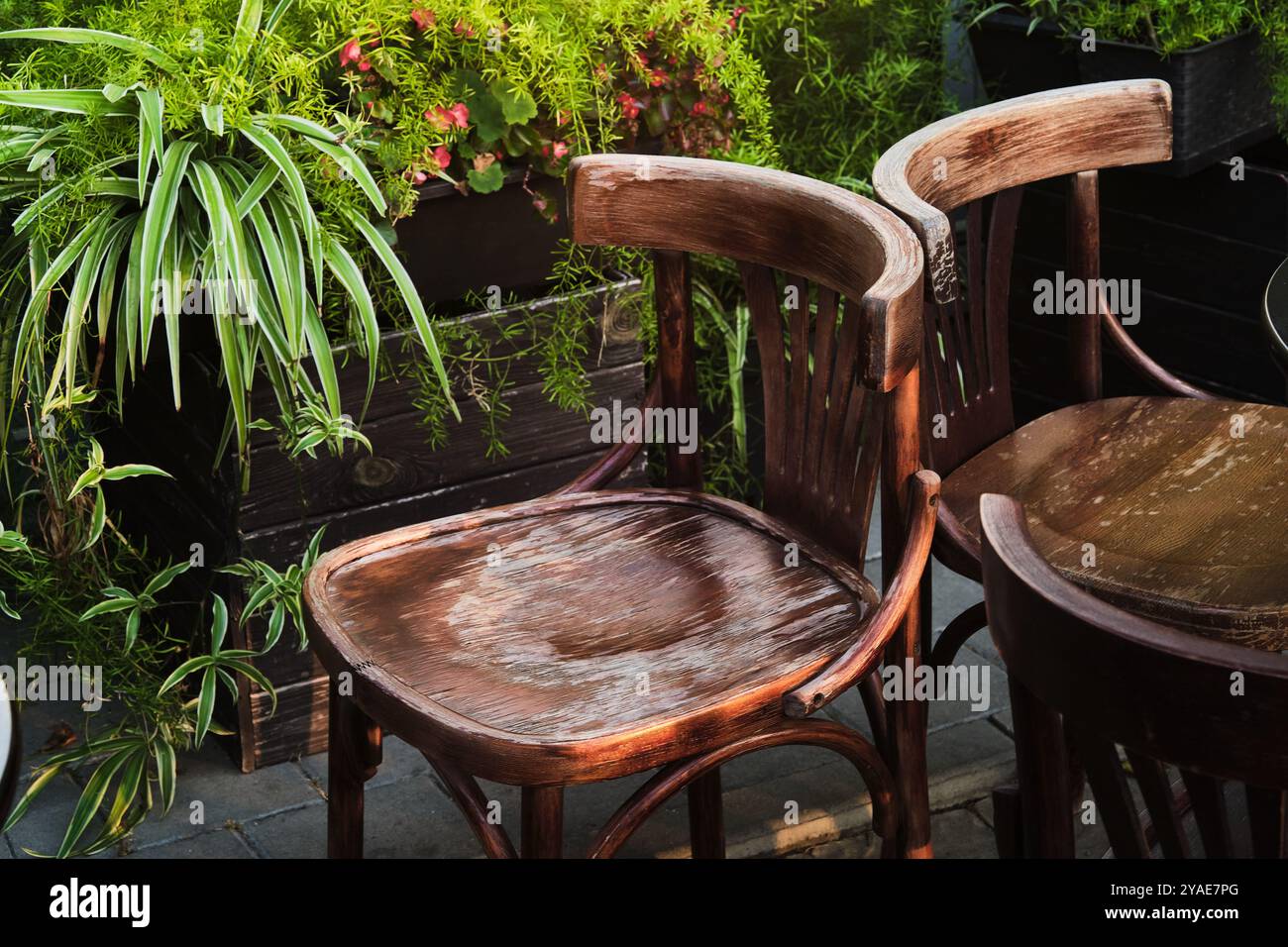 Un paio di sedie in legno rustiche e intemperie collocate in un giardino verde. Circondata da lussureggianti piante in vaso, la scena trasuda calore e relax. Foto Stock