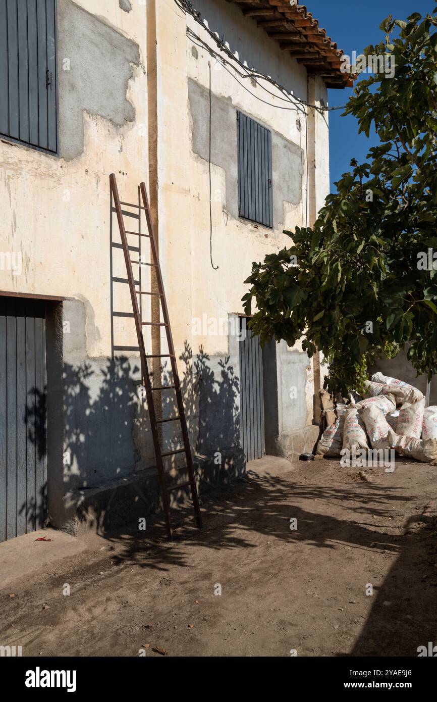 Peperoni coltivati per essere affumicati per la paprika nella provincia di Caceres, Estremadura, Spagna, Europa Foto Stock