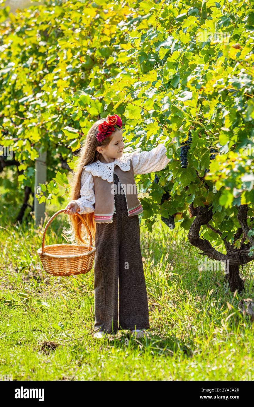 Una bella ragazza georgiana con una camicia bianca annusa l'uva e la mette in un cestino. cestino in vimini e manico in pelle. foglie verdi di vigneti Foto Stock