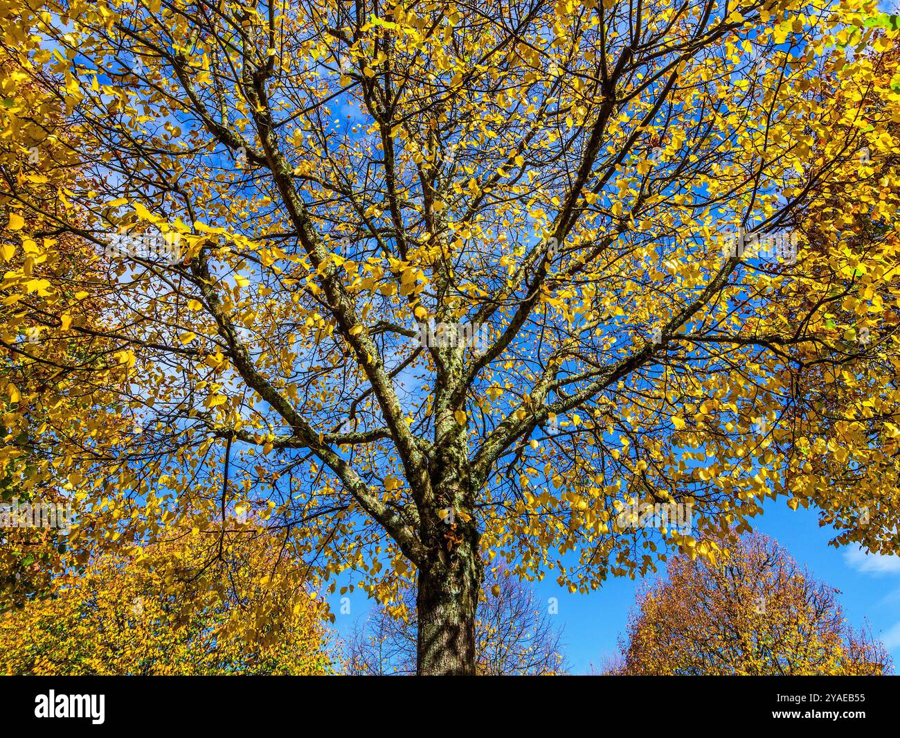 Foglie di alberi decidue che diventano gialle in autunno contro un cielo blu. Foto Stock