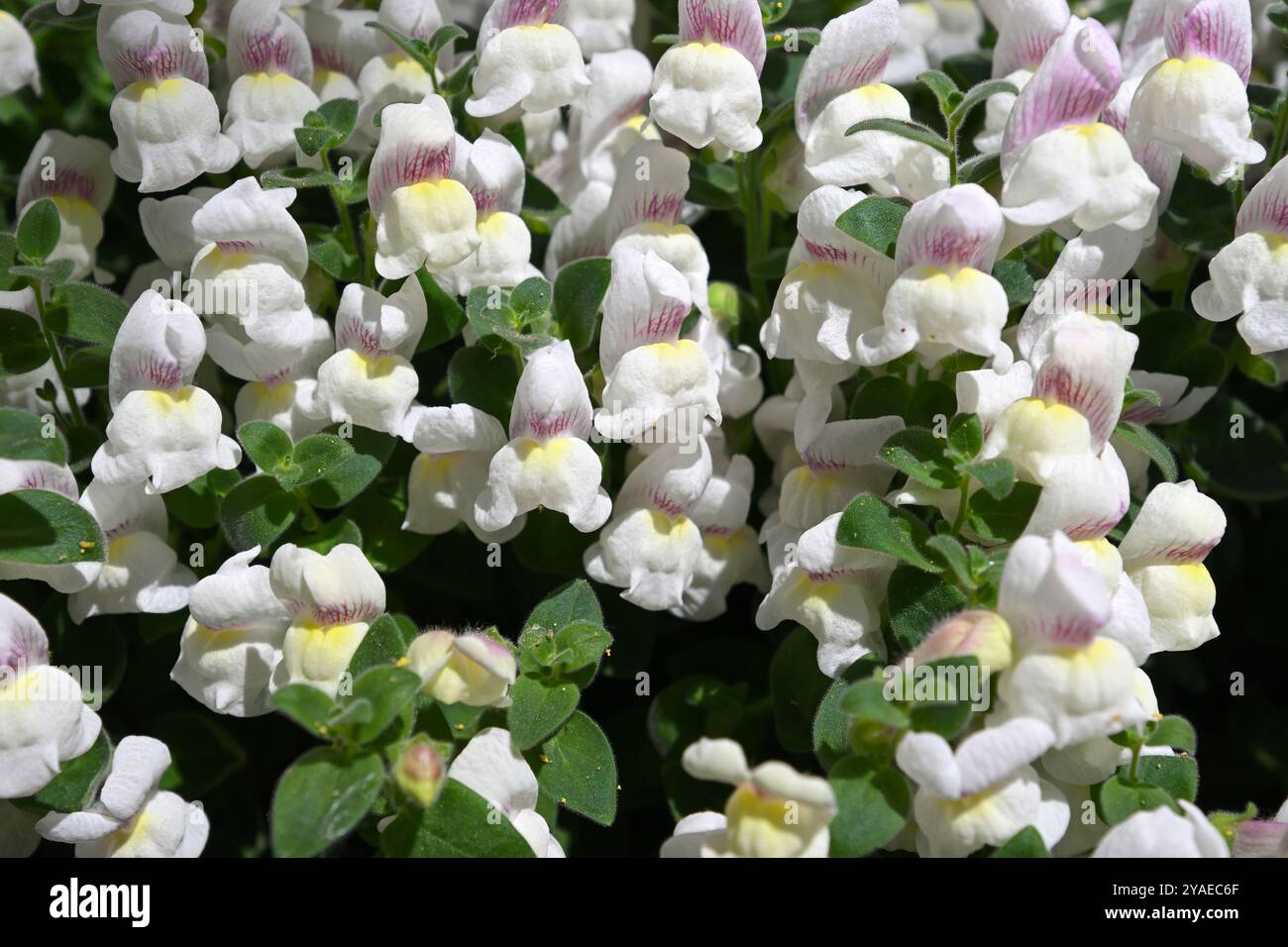 Fiori bianchi di Antirrhinum molle, anche conosciuto come nano arbustivo perenne snapdragon nel Regno Unito Glasshouse May Foto Stock