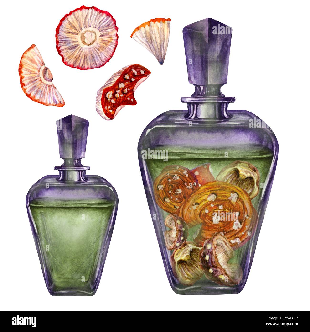 Bottiglia vintage in vetro scuro trasparente con funghi liquidi e velenosi che fanno volare l'agarica. Modello di illustrazione acquerello per pozione magica, alchem Foto Stock