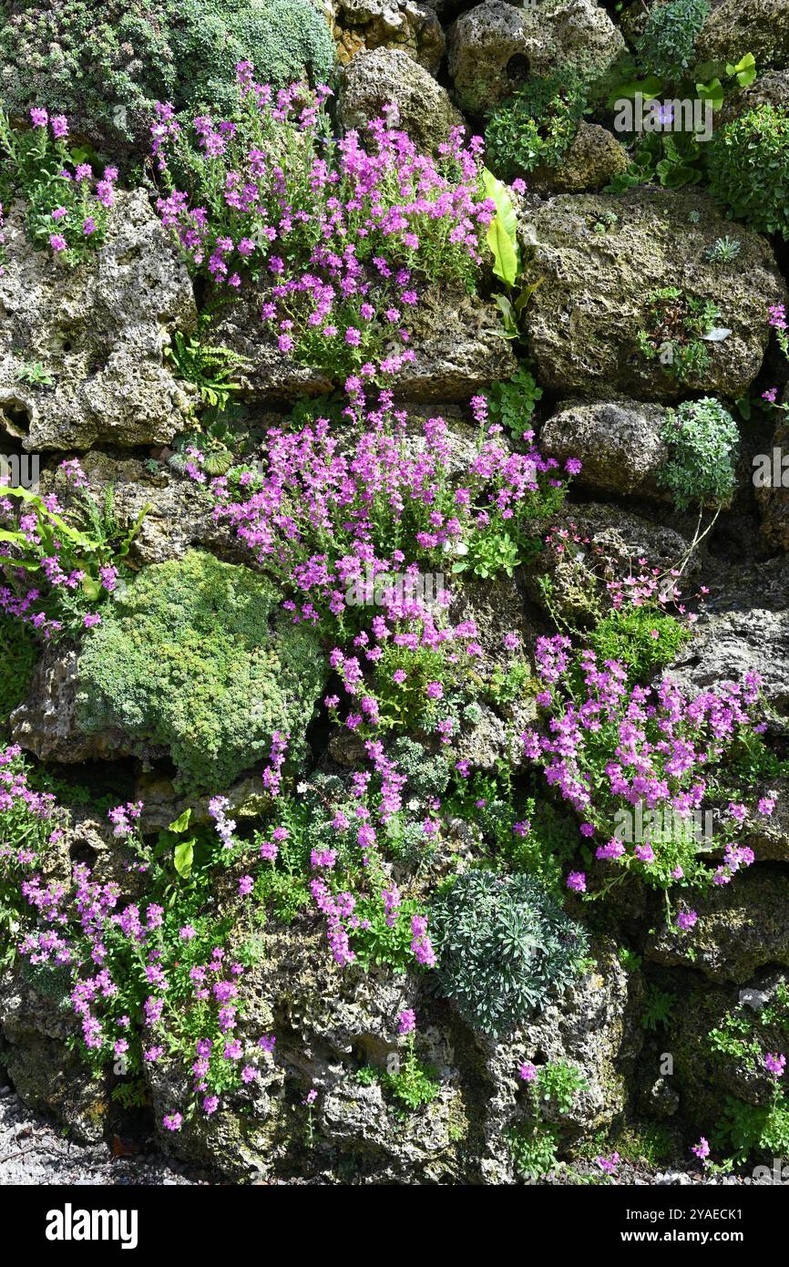 Fiori primaverili rosa / viola di Erinus alpinus alpino, noto anche come fata foxglove o fiore gioiello UK Garden May Foto Stock