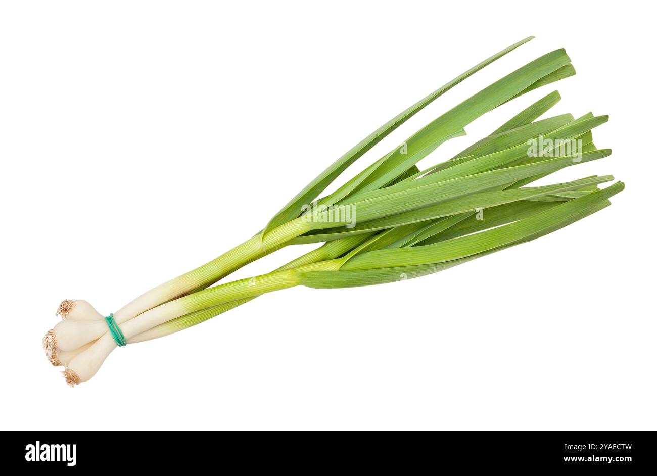 sentiero dell'aglio giovane isolato su bianco Foto Stock