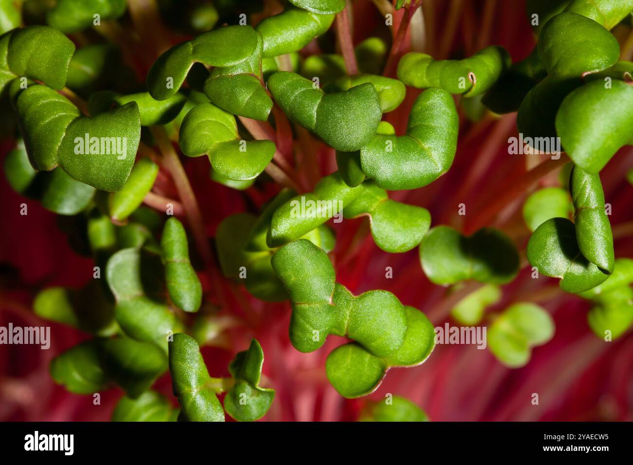 dettaglio primo piano macro dei germogli di ravanello Foto Stock