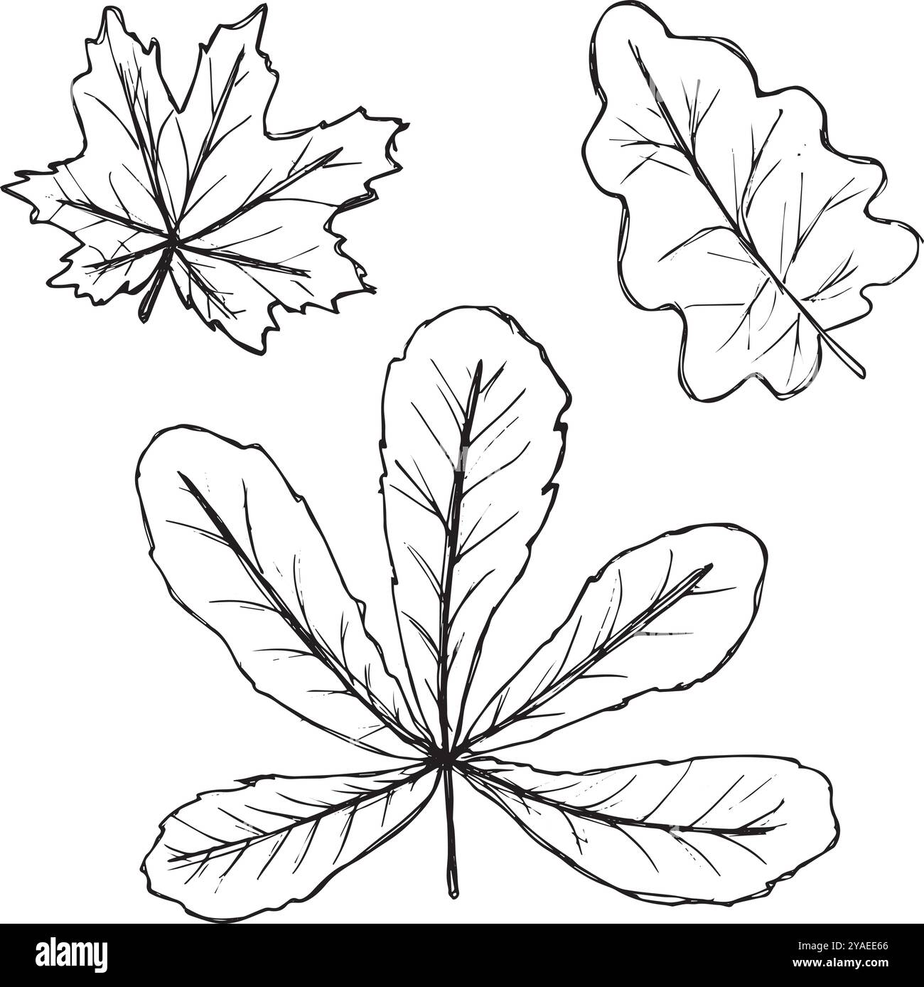 Foglie d'autunno disegnate a mano. Profili Black Doodle. Semplici silhouette nere su sfondo bianco. Illustrazione del motivo per la stampa tessile, l'imballaggio, ecc. Illustrazione Vettoriale