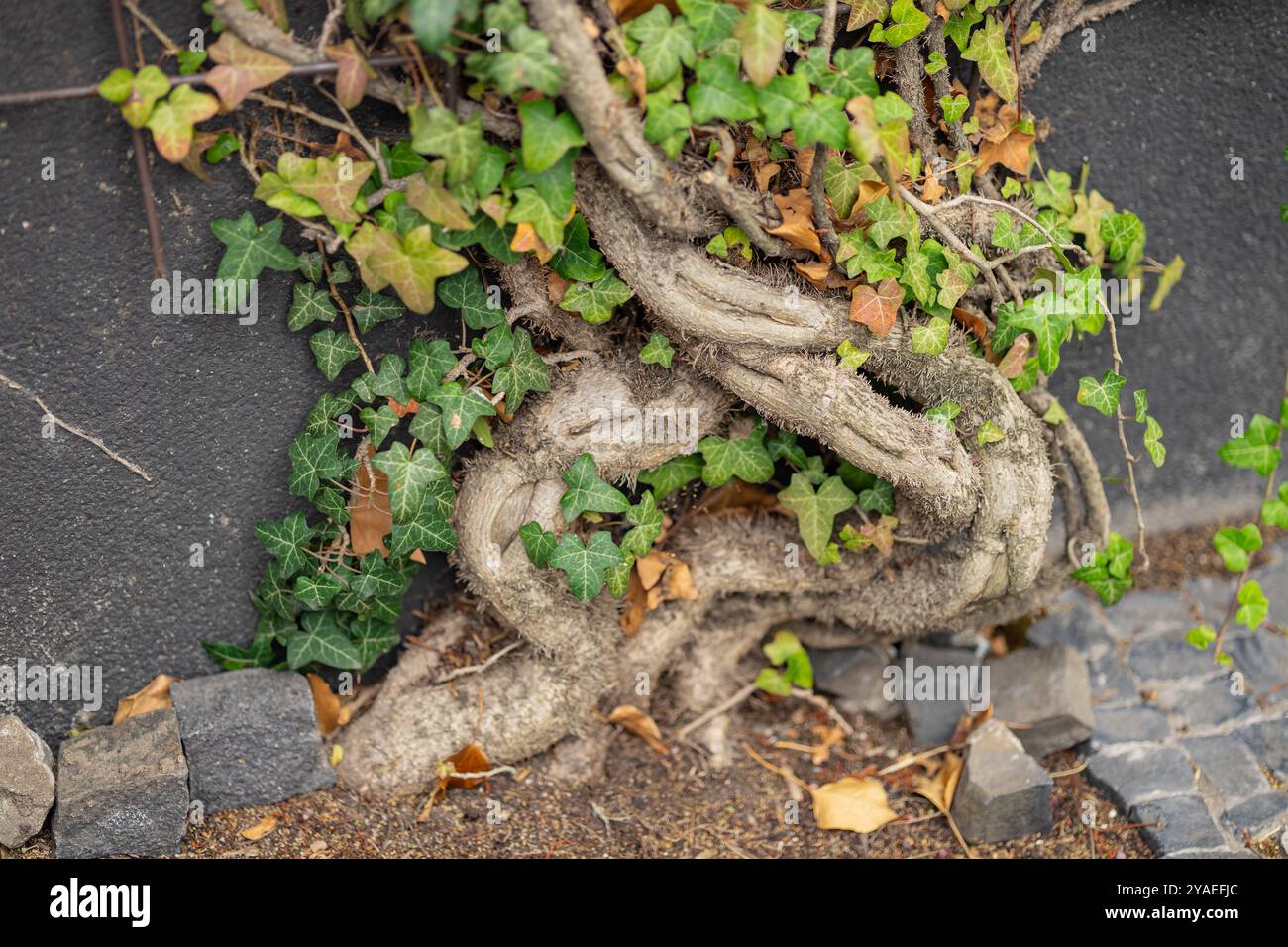 Sistema di radici ritorte della pianta di edera che cresce su un muro di pietra con foglie verdi e fogliame autunnale in una giornata di sole Foto Stock