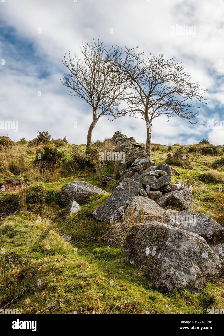 Alberi gemelli, Dartmoor Foto Stock