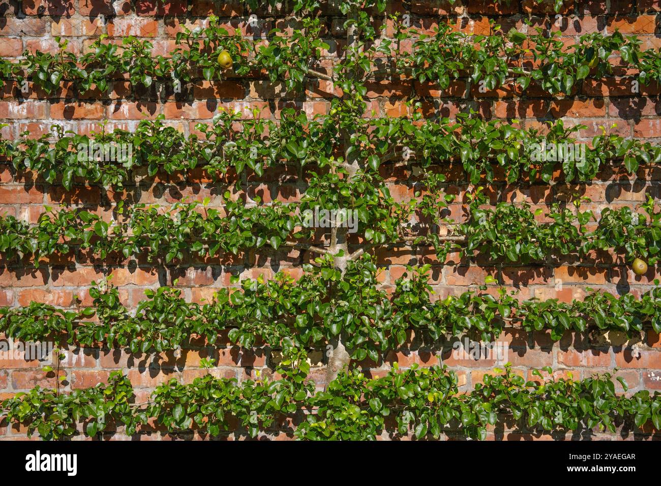 Vista del giardino a telaio completo dello stelo principale ben consolidato e dei rami orizzontali addestrati di un albero da frutto spalliero sostenuto e potato con lu Foto Stock