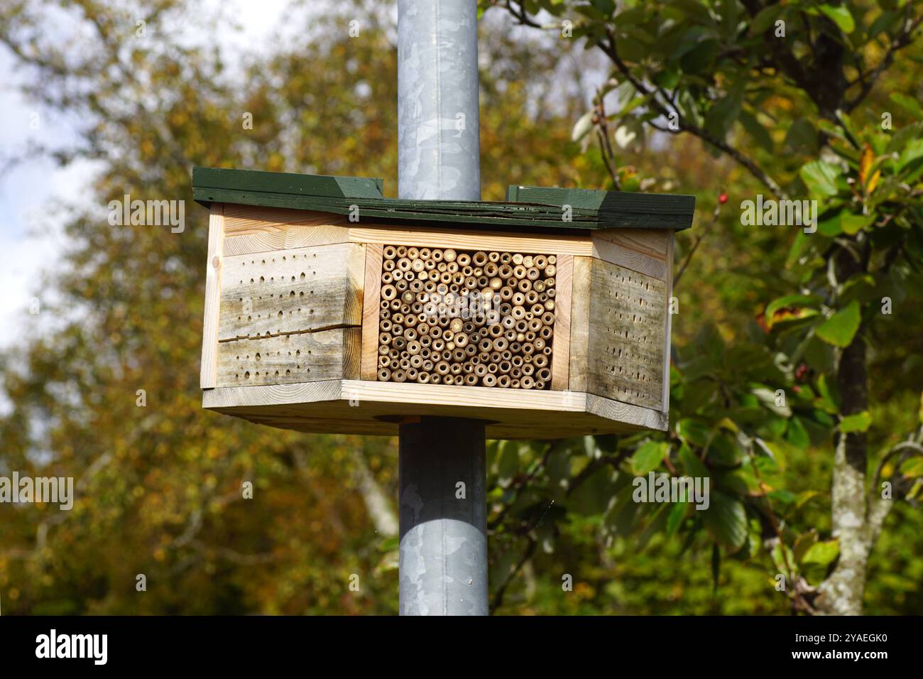 Un Bee hotel intorno a un lampione. Alberi. Autunno, ottobre, Paesi Bassi Foto Stock