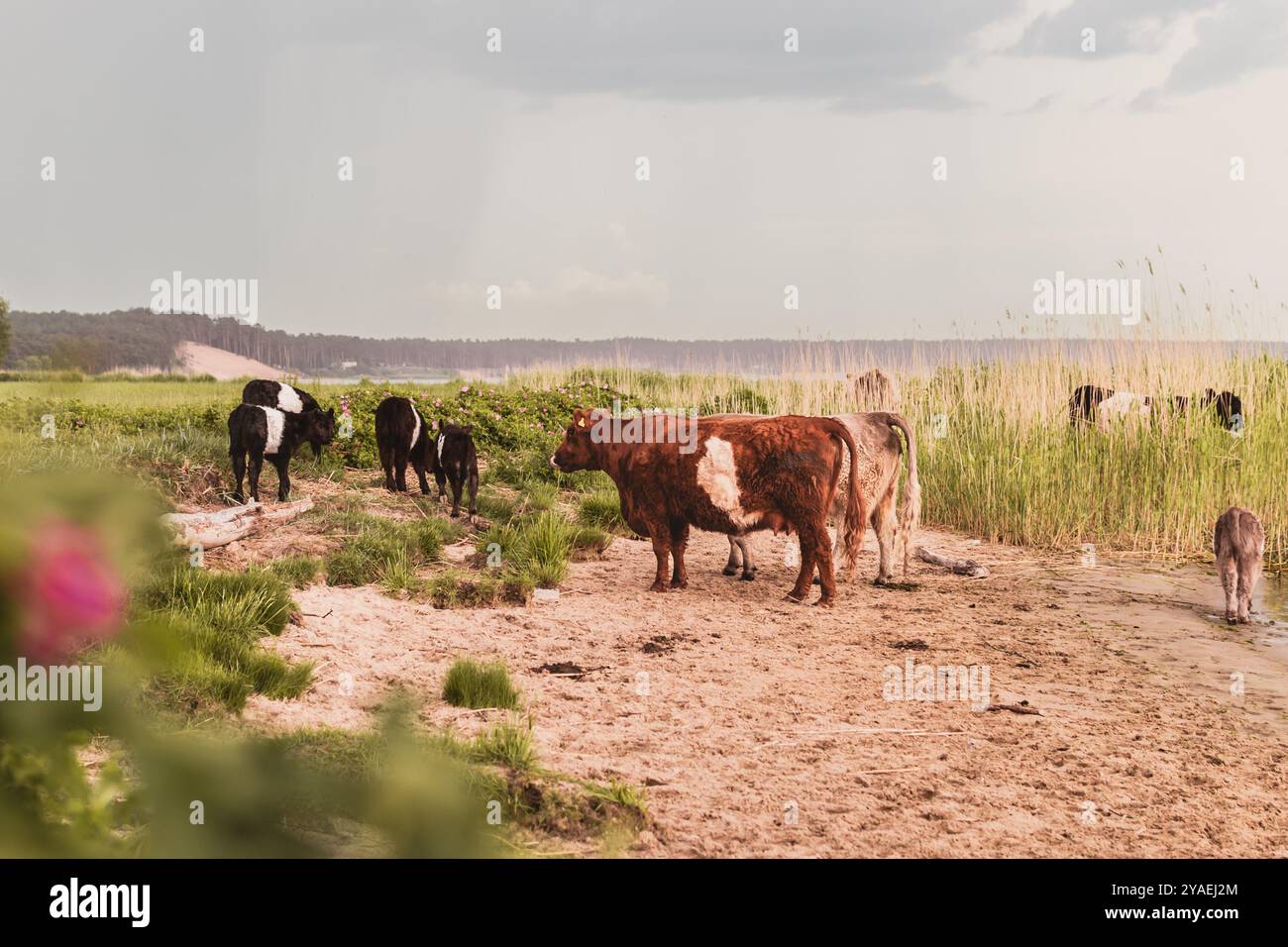 Le carni e i vitelli di Galloway pascolano sulla costa di Lielupe a riga, in Lettonia. Le mucche salvano le ghrasslands dagli adulti. Foto Stock