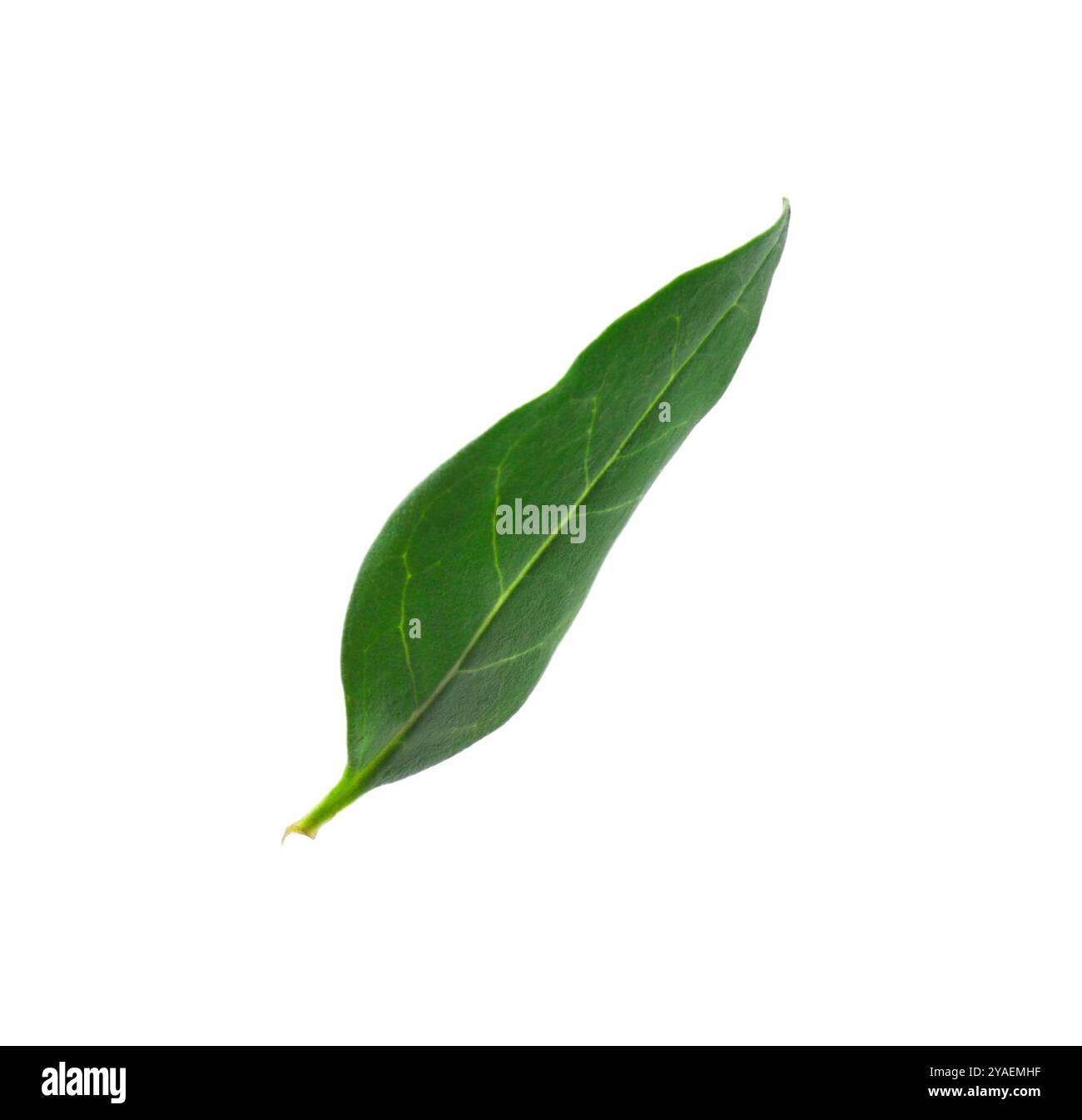 Una foglia di macadamia isolata su bianco Foto Stock