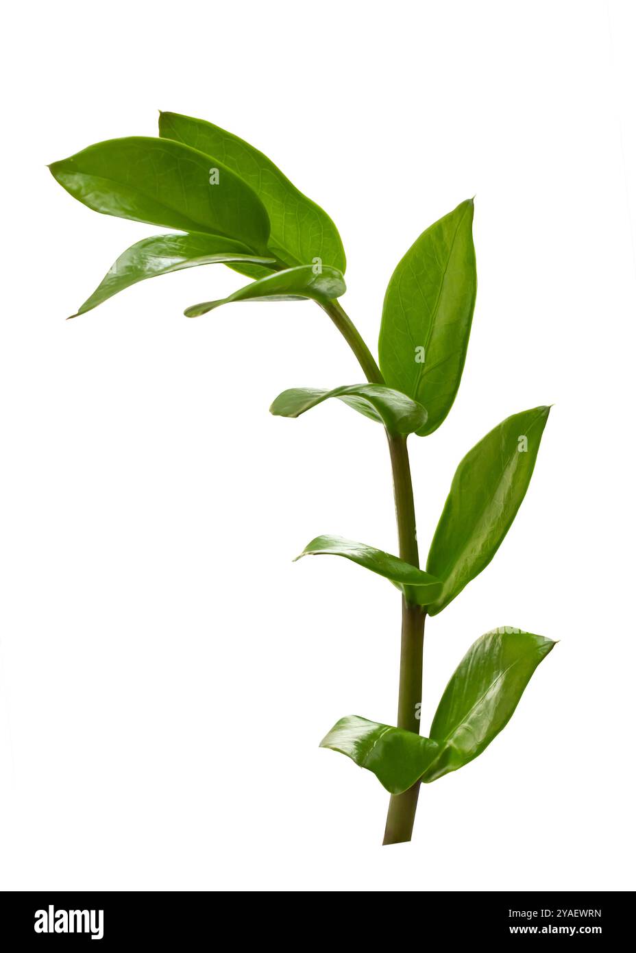 La gemma di Zanzibar (Zamioculcas zamiifolia) si dirama isolata su sfondo bianco. Primo piano foglie verdi sul gambo isolate su sfondo bianco. Foto Stock