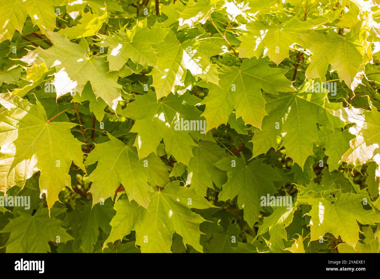Sfondo di foglie d'acero autunnali gialle. Soleggiato giorno autunnale con splendidi colori autunnali. Sfondo naturale, texture. Foto Stock