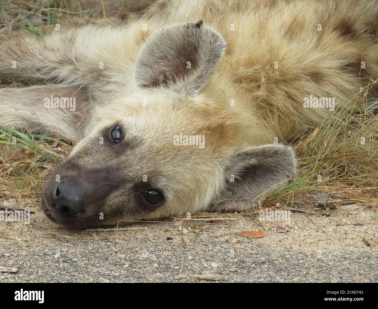 Sleepy Boy! Foto Stock