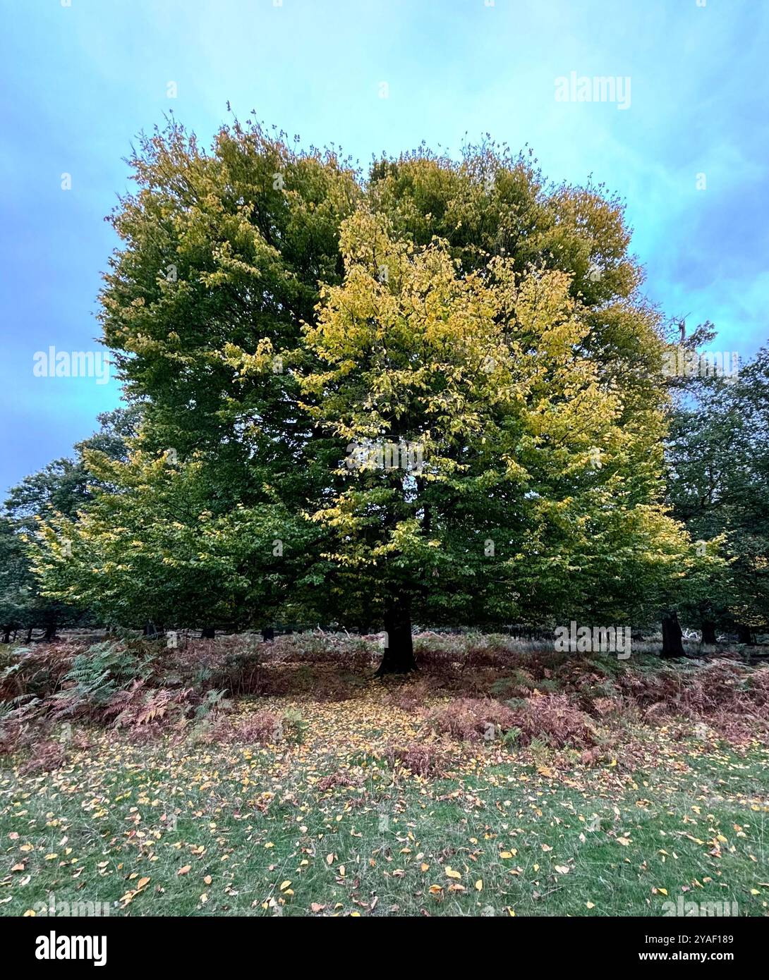 Albero nel Kent - Immagine stock catturata con smartphone