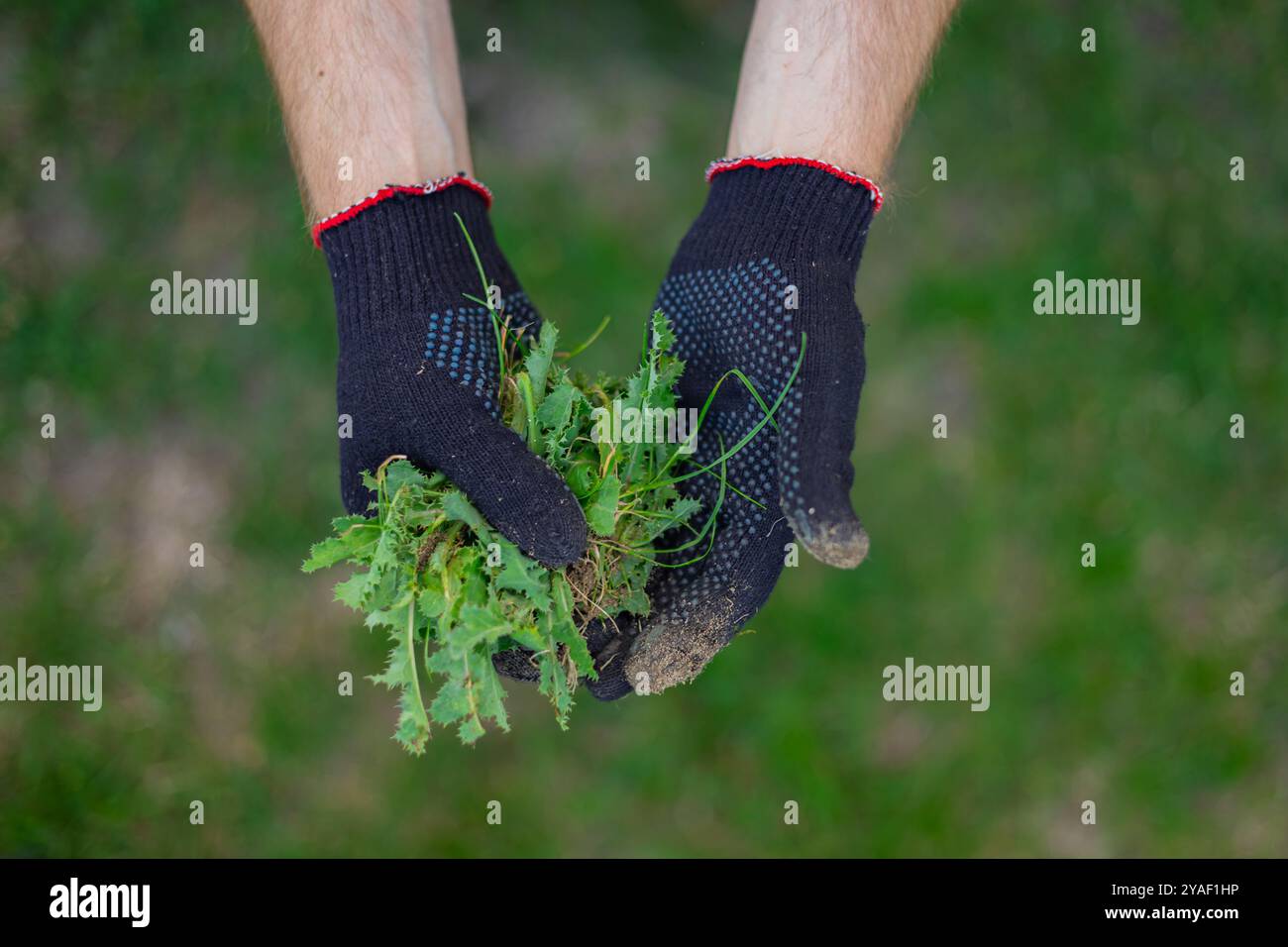 Giardiniere che indossa guanti tenendo le erbacce appena tirate tra le mani su un prato verde. Concetto di giardinaggio, lavoro all'aperto e cura ecologica del prato Foto Stock