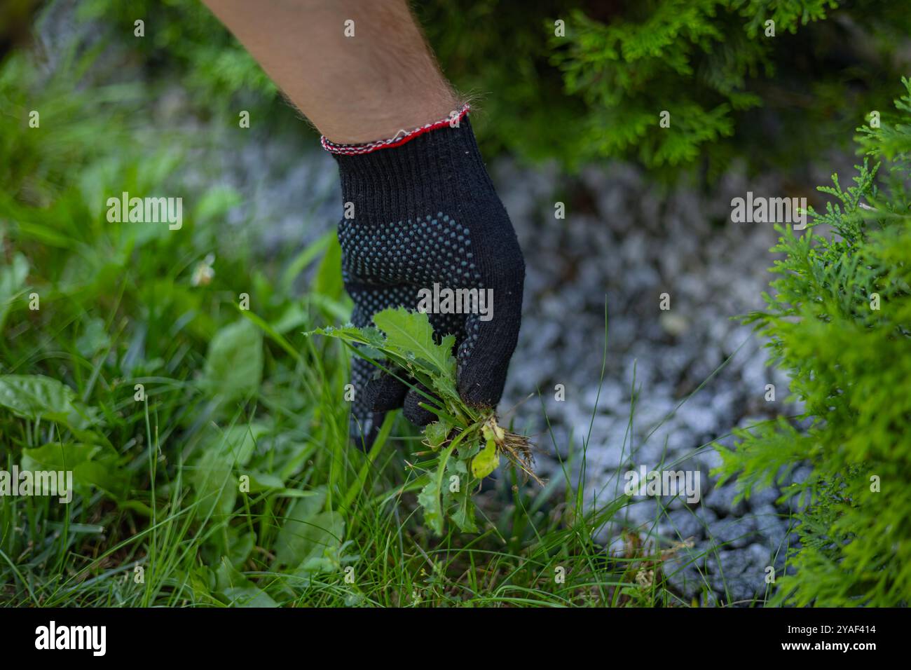 Giardiniere in un guanto protettivo che tira le erbacce dall'erba in un giardino in una giornata di sole. Concetto di giardinaggio, rimozione di erbacce e cura delle piante Foto Stock
