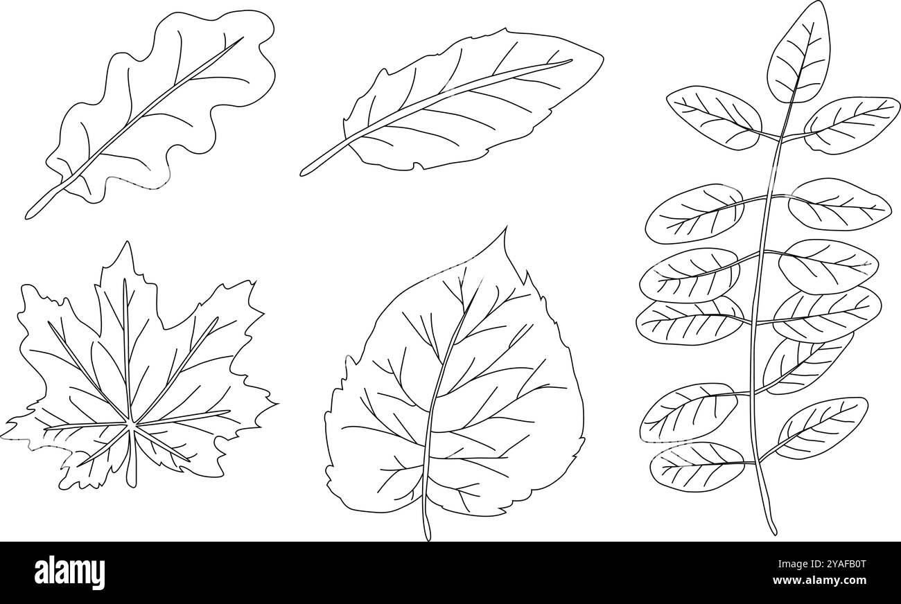 Linee nere pulite delle foglie autunnali. Semplici silhouette nere su sfondo bianco. Illustrazione del modello per stampa tessile, carta da imballaggio, ecc. Illustrazione Vettoriale