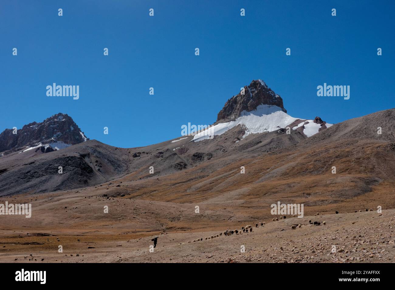 Bestiame che pascolano nelle alte praterie del passo Shimshal sotto Sher Peak, Shimshal, Gojal, Pakistan Foto Stock